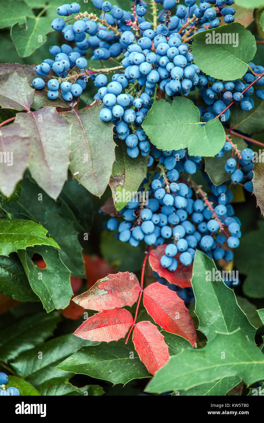 Oregon uva, Mahonia aquifolium, bacche e foglie Foto Stock