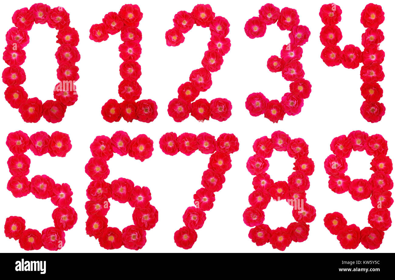 Il numero uno, due, tre, quattro, cinque, sei, sette, nove, zero stabiliti  dalle rose su sfondo bianco Foto stock - Alamy