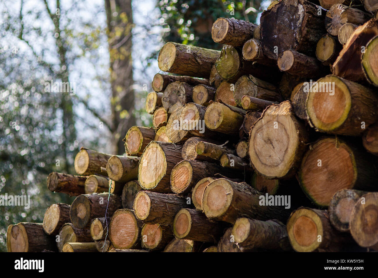I registri di faggio impilate per stagionatura a una segheria a Buckholt boschi, Gloucestershire, Regno Unito Foto Stock