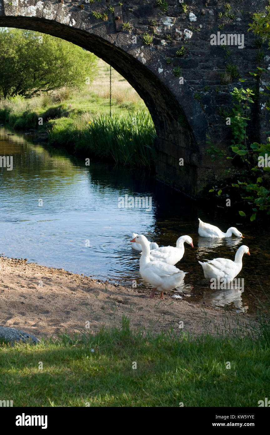 Oche nel fiume sotto il ponte a due ponti, Dartmoor Foto Stock