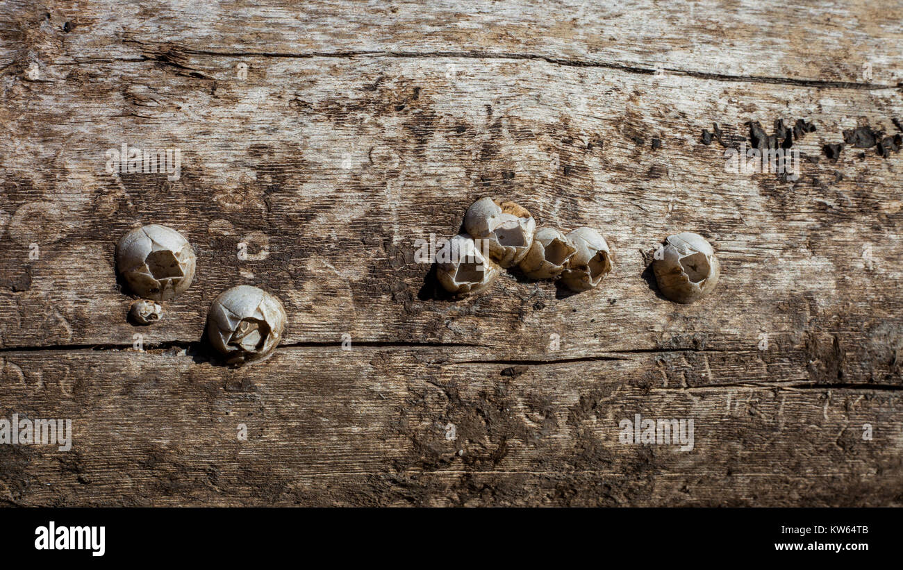 Acorn barnacle (Semibalanus balanoides) coltivate su un albero morto tronco Foto Stock
