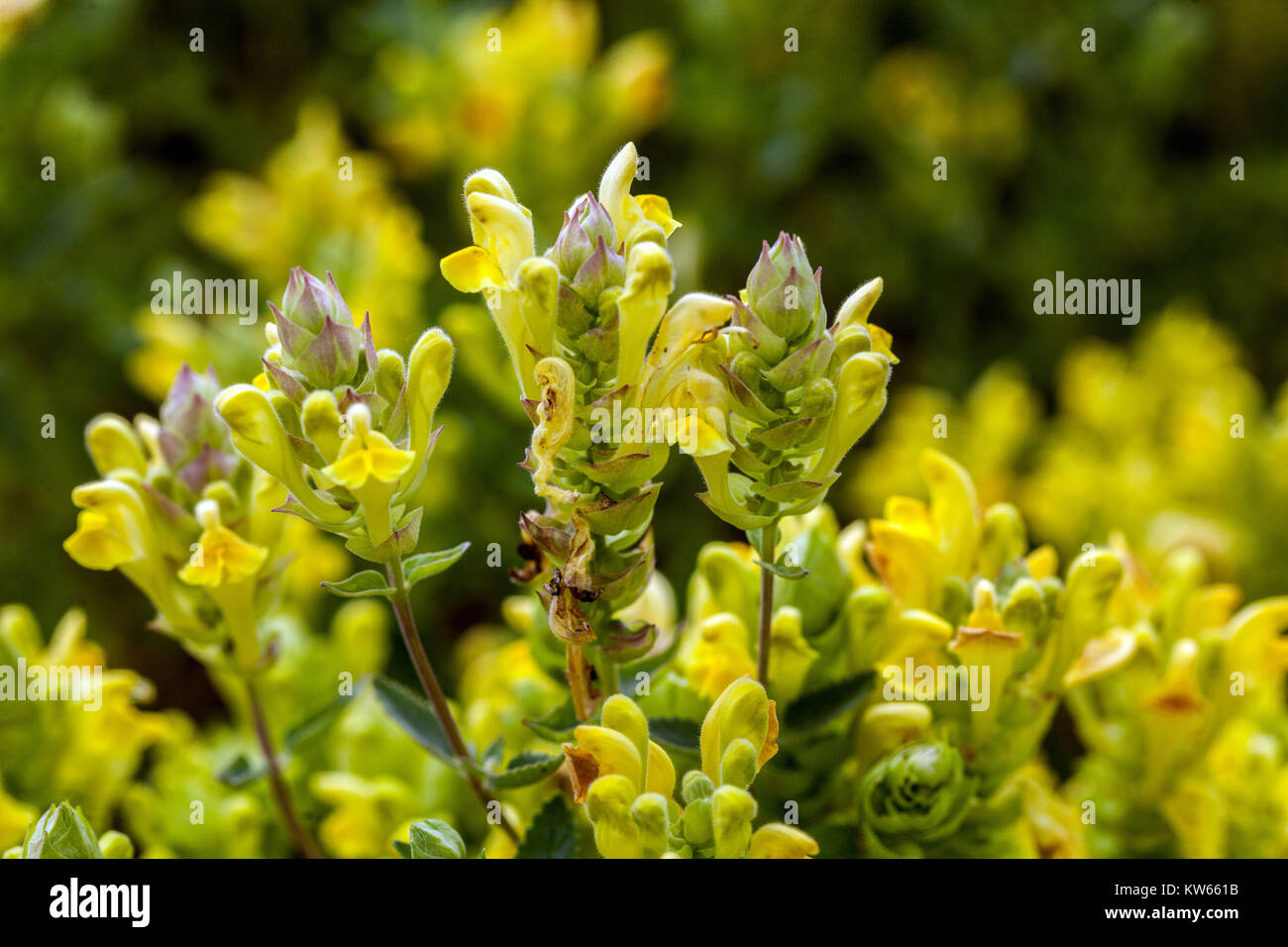 Scutellaria orientalis, crescente Foto Stock