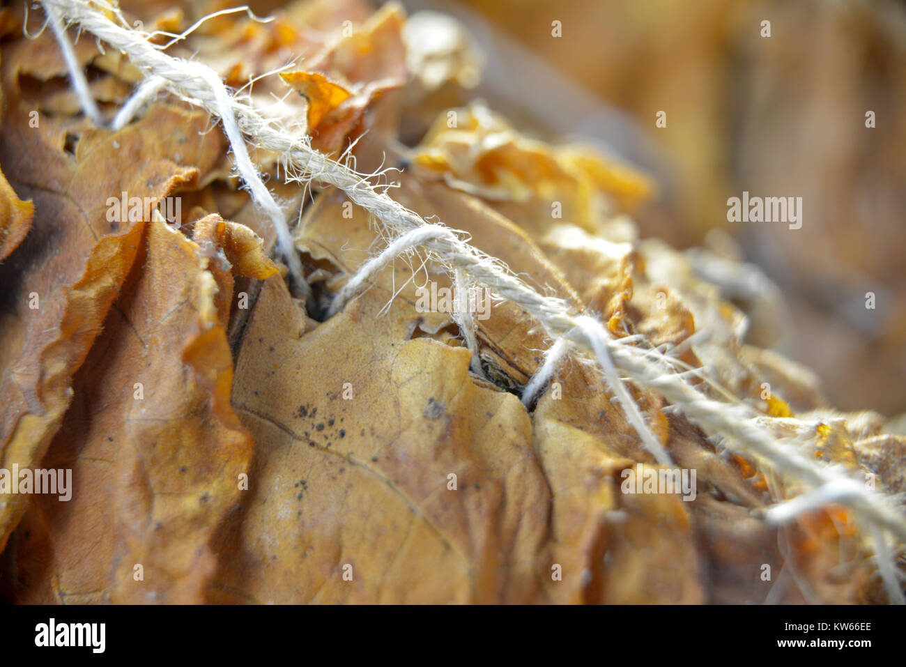 Foglie di tabacco essiccazione nel capannone. shallow dof, immagine di un Foto Stock