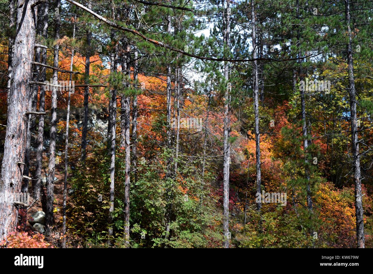 Colorazione autunnale della foresta Foto Stock