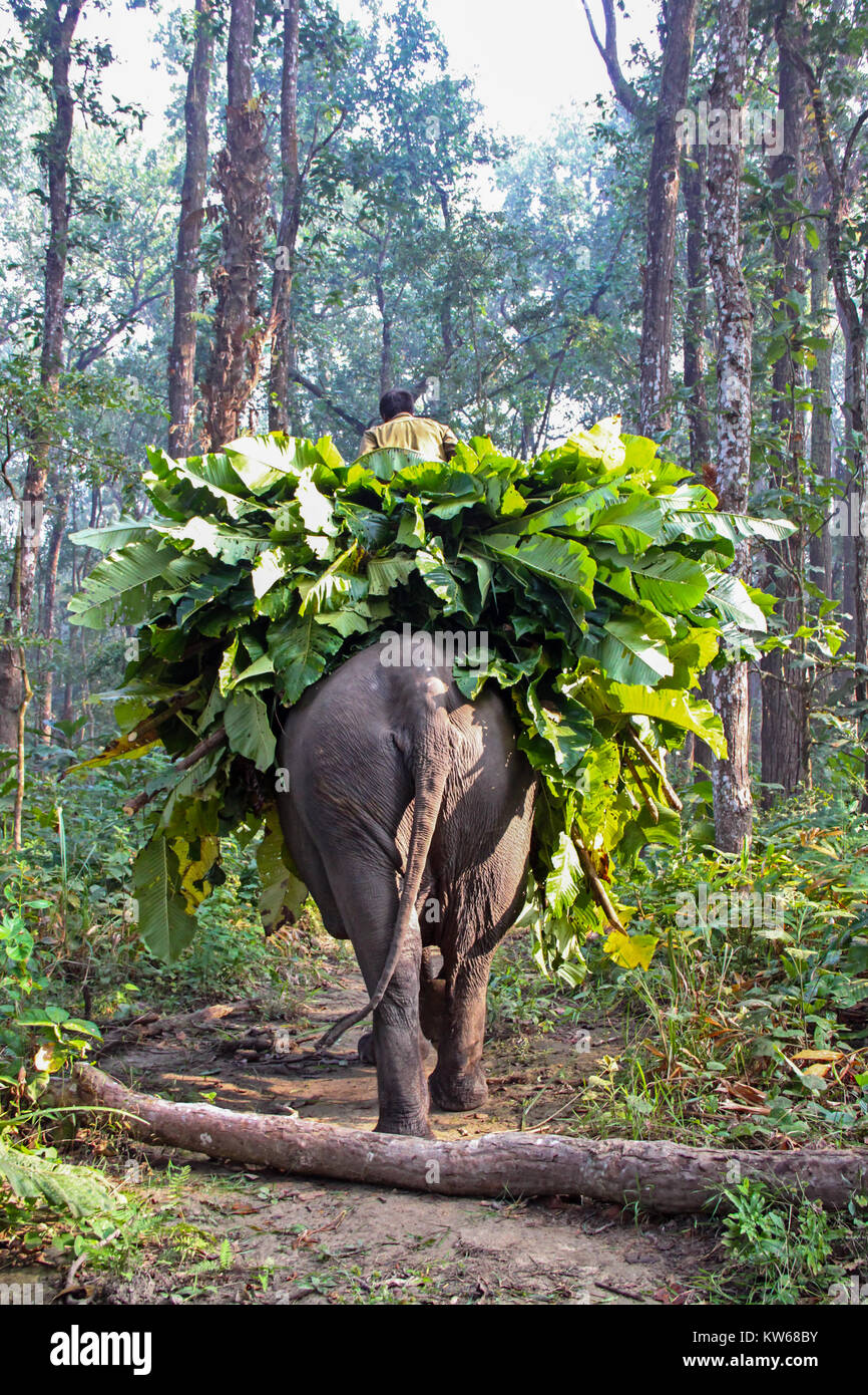 Elephant portanti foglie di banano, Chitwan il parco nazionale, Nepal, Marzo 2013 Foto Stock