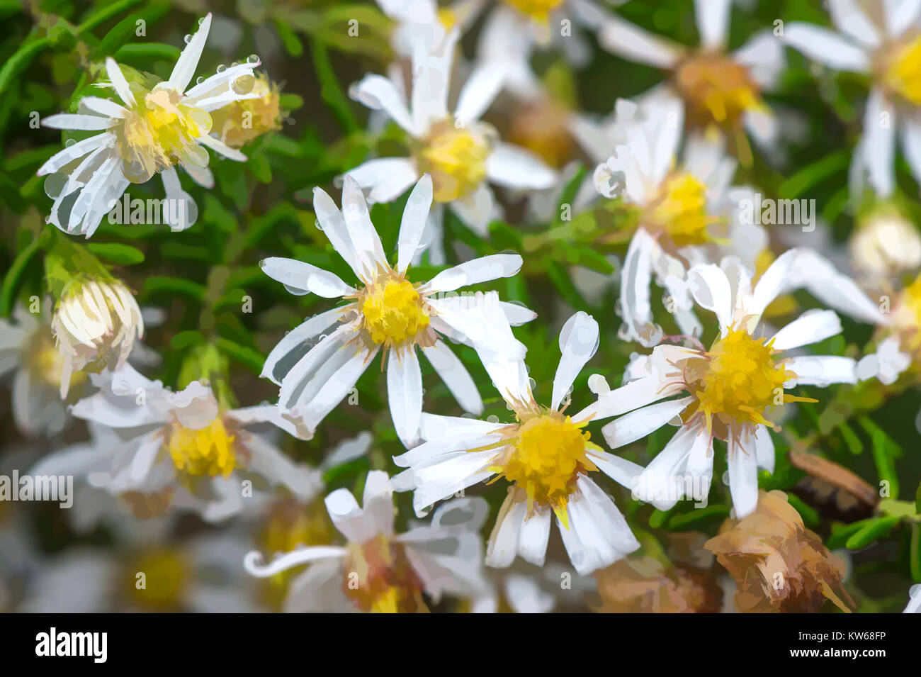 Vegetazione Paramo, camomilla delle Ande fiori, Parco Nazionale Cotopaxi, provincia di Cotopaxi, Ecuador Foto Stock