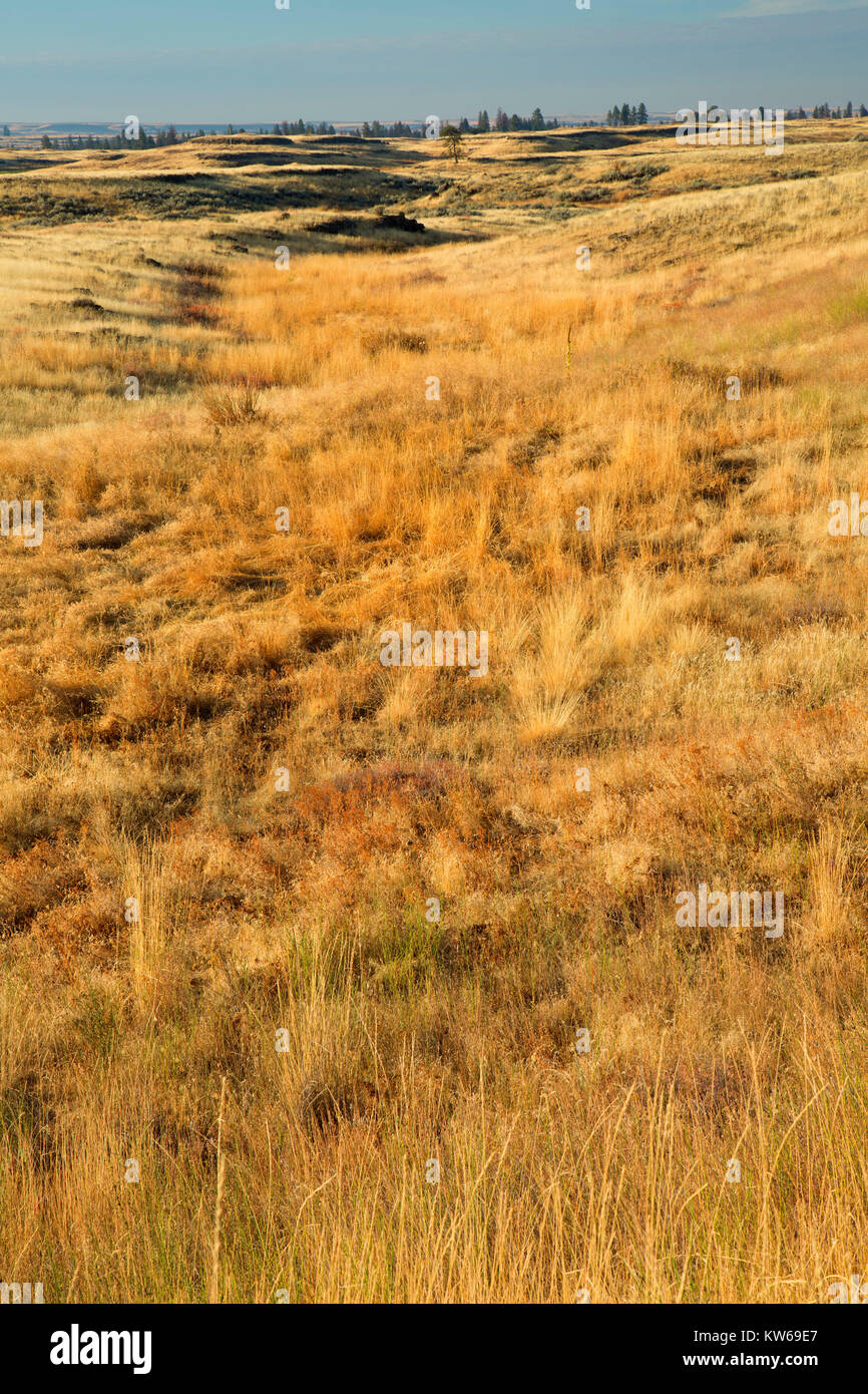 La prateria, Fishtrap Recreation Area, Contea di Spokane, Washington Foto Stock