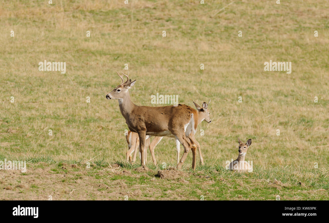 Maschio (buck) Culbianco deer (odocoilus virginianus) con altri cervi Foto Stock