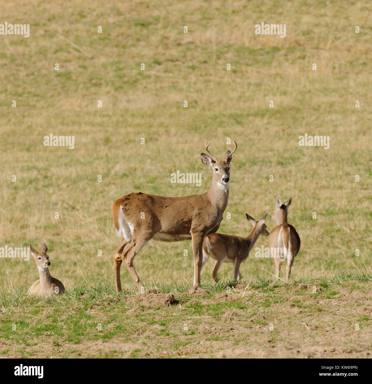 Maschio (buck) Culbianco deer (odocoilus virginianus) con altri cervi Foto Stock
