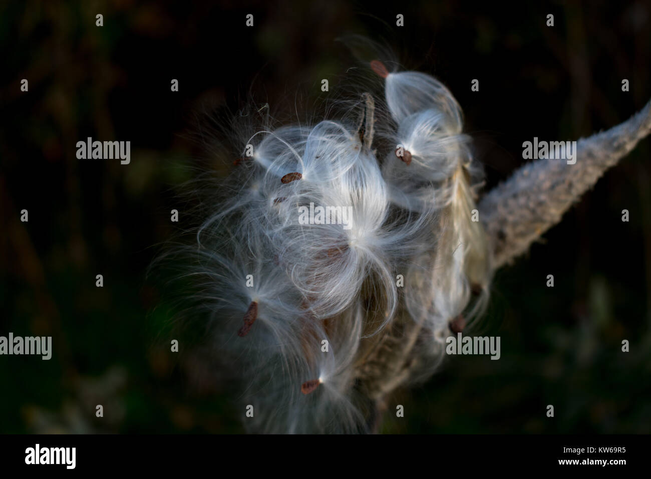 Piantine Milkweed cattura il vento in Bettendorf, Iowa Foto Stock