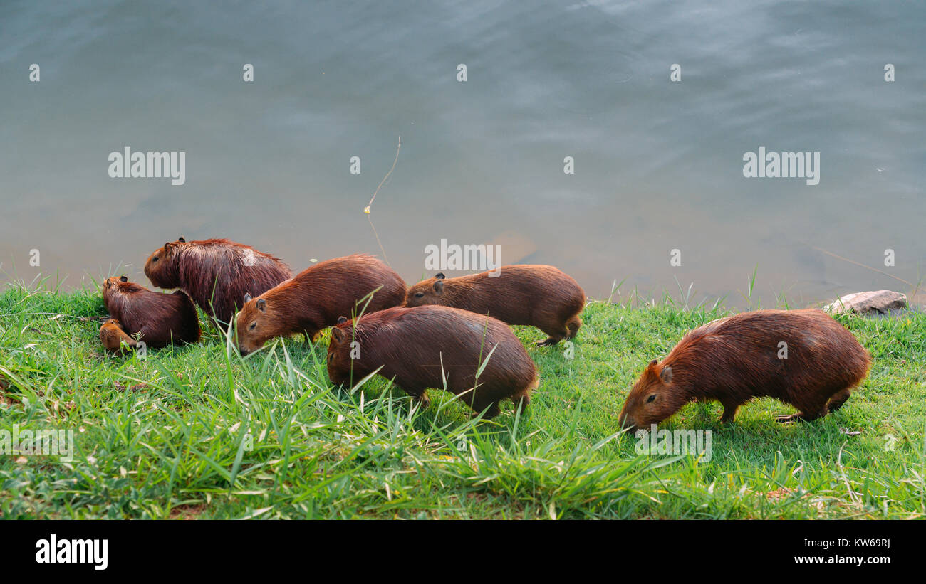 Il capibara Hydrochoerus hydrochaeris è il più grande roditore vivente nel mondo. Chiamato anche chig ire e carpincho, è un membro del genere Hydr Foto Stock