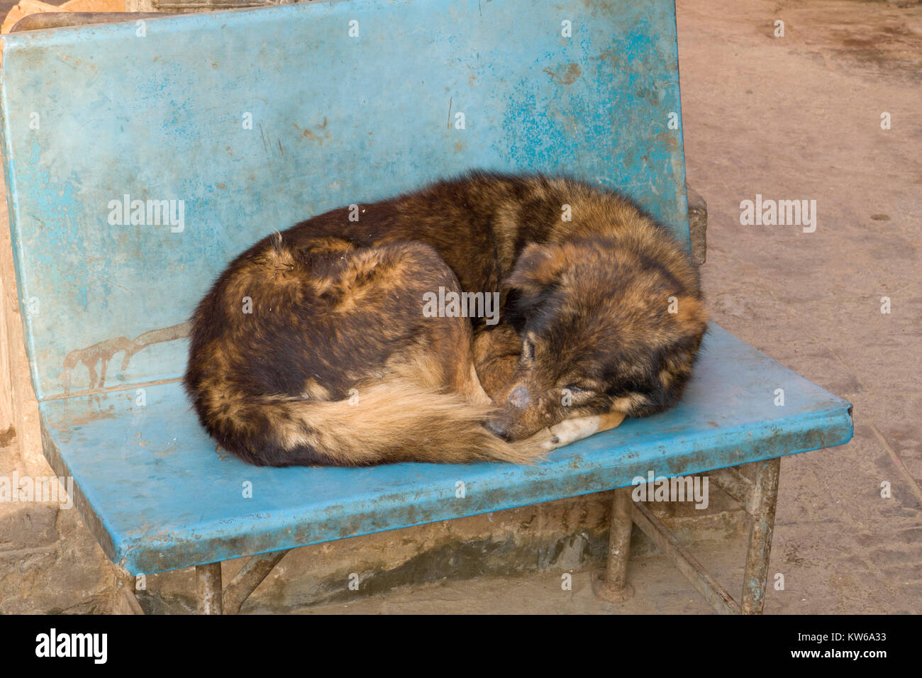 Street cane dorme sul pubblico sedile unico in Kathmandu Foto Stock