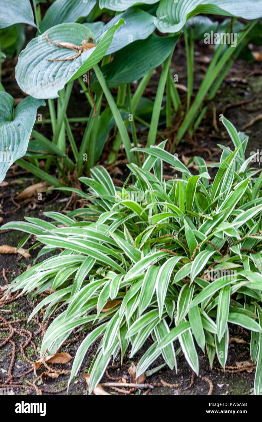 Carex siderosticta 'Variegata', Hosta 'Big Daddy' Foto Stock