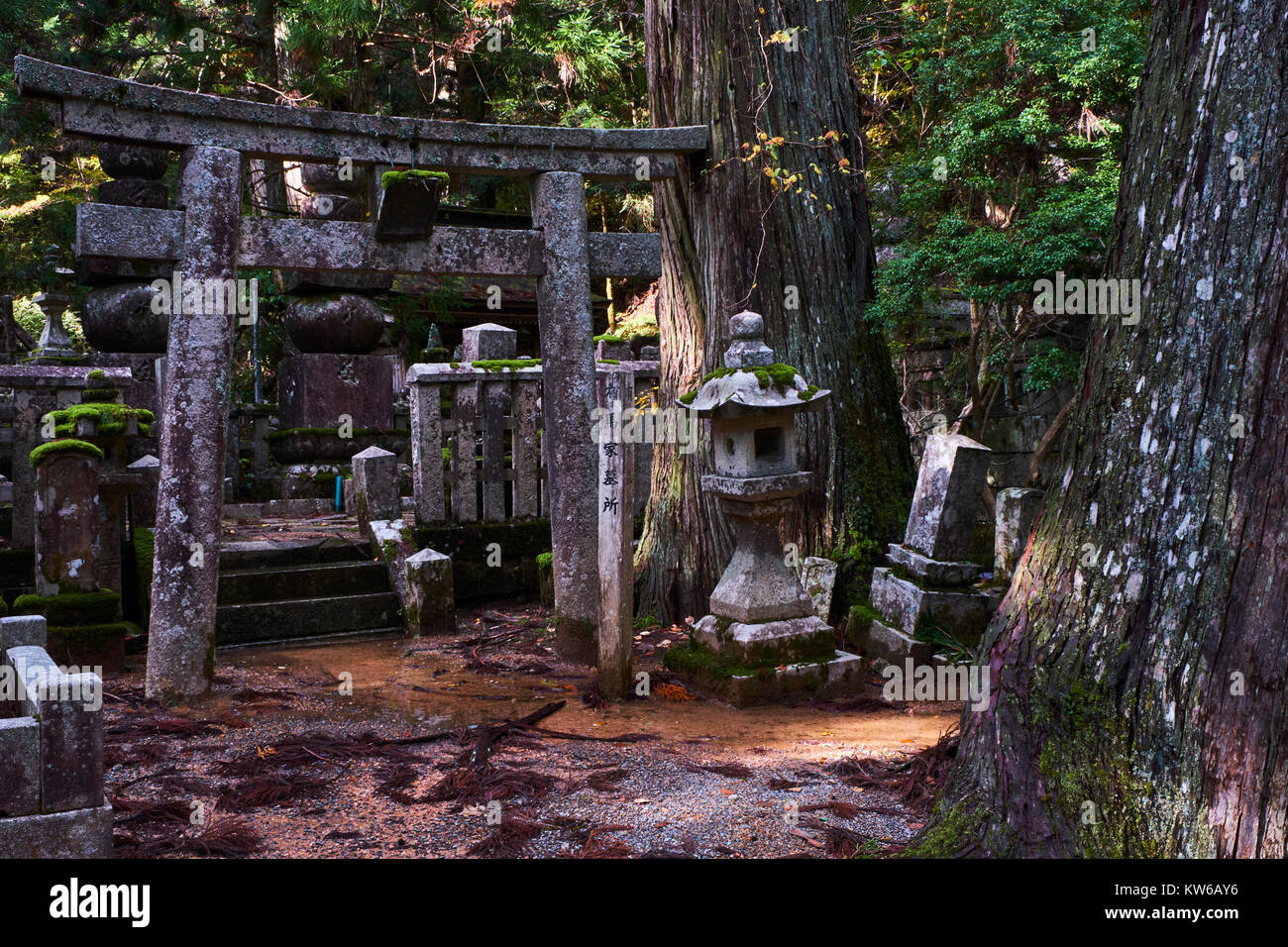 Giappone, Honshu, Wakayama, Kumano Kodo pellegrinaggio sentiero, Koya San, Oku no, buddista cimitero con lapidi buddista Foto Stock