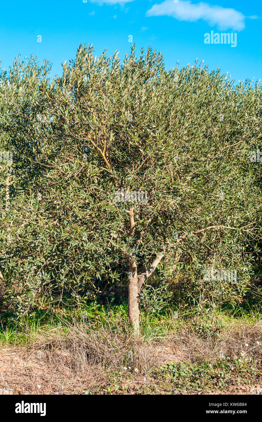 Giovani olivo in un campo di ulivi, Santpedor, Catalogna, Spagna Foto Stock