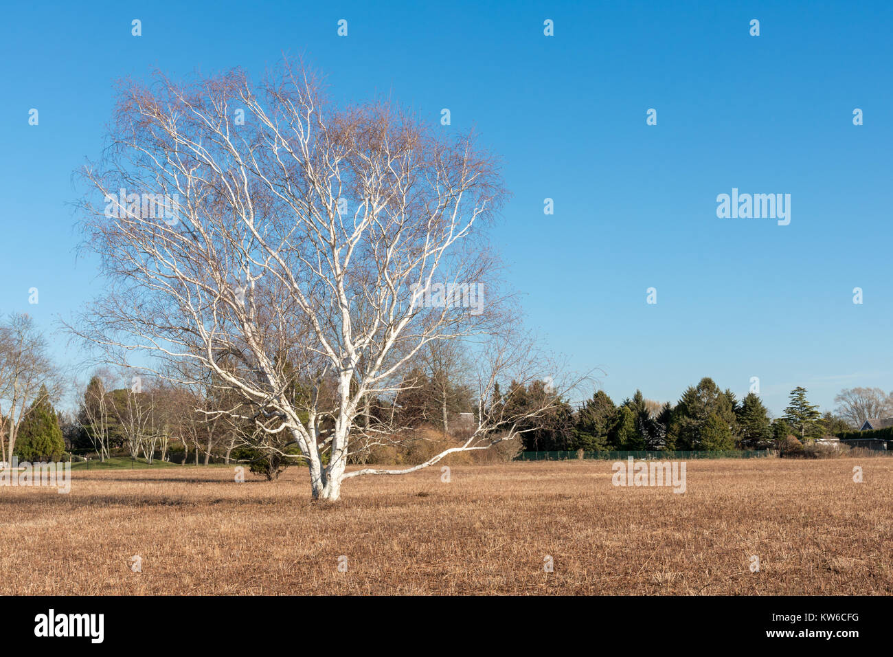 Bellissimo albero a foglie decidue in un campo marrone Foto Stock
