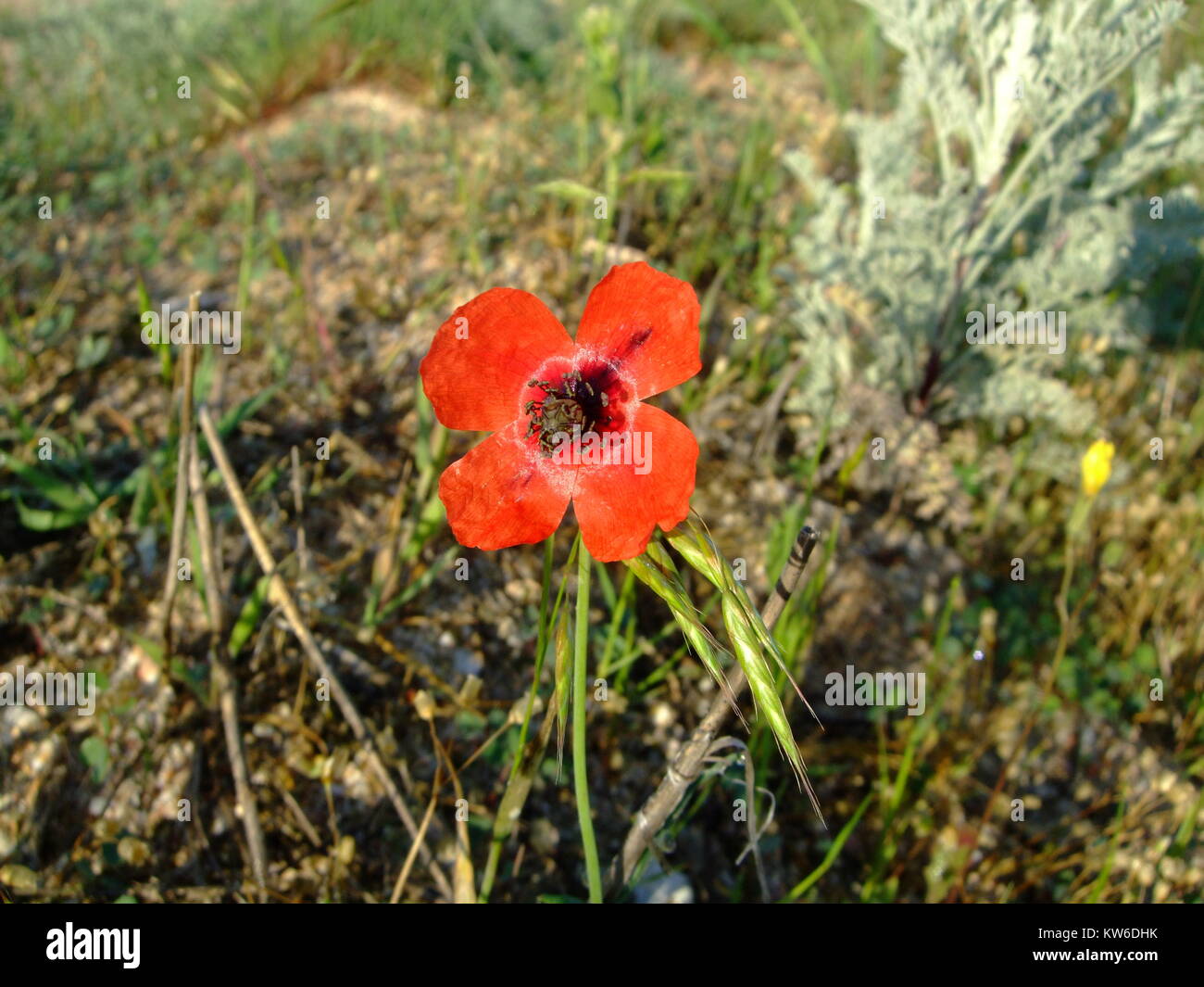 Bellissima foto di papavero in campo nel vento Foto Stock