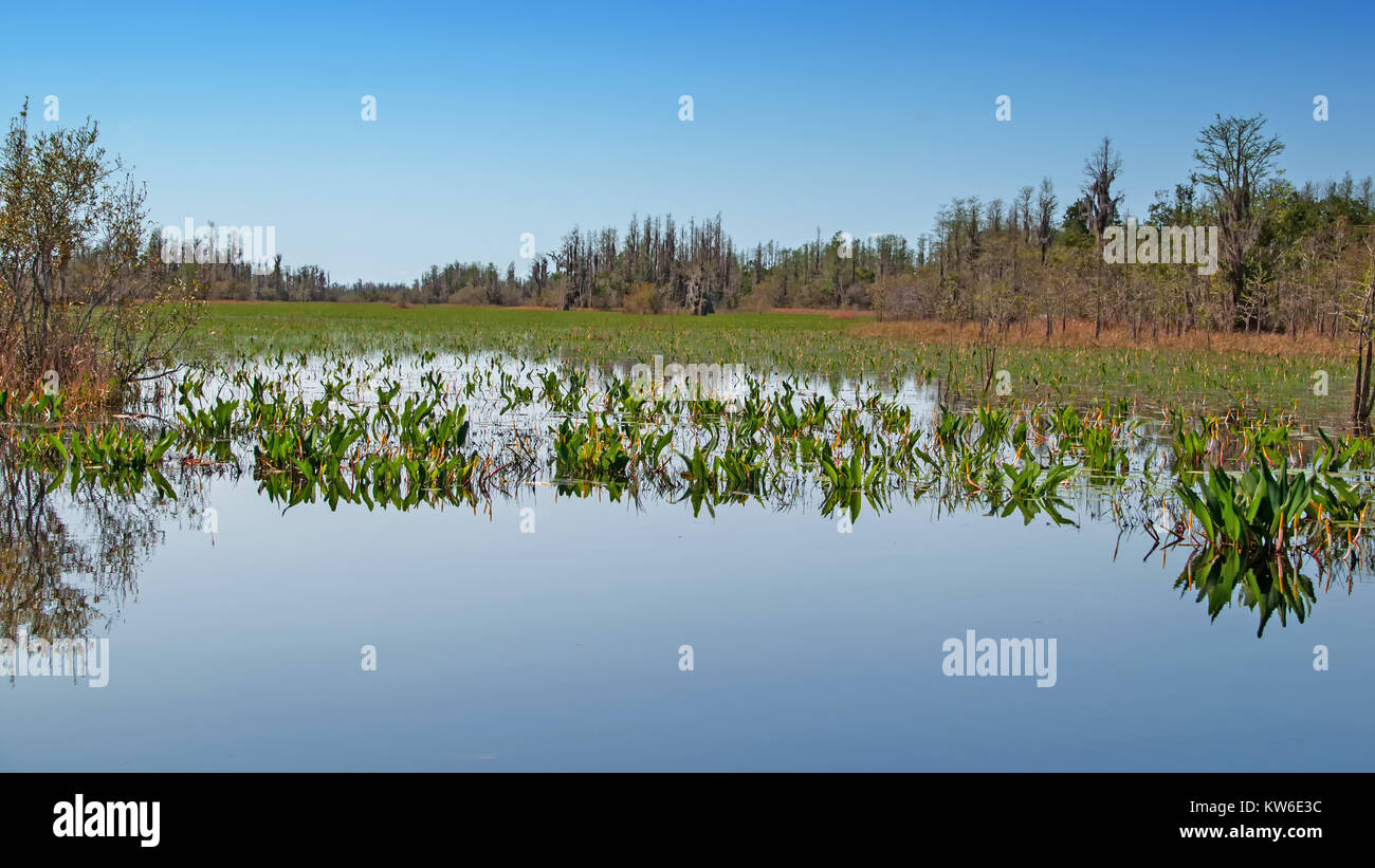 Okefenokee Swamp, Georgia, Stati Uniti Foto Stock