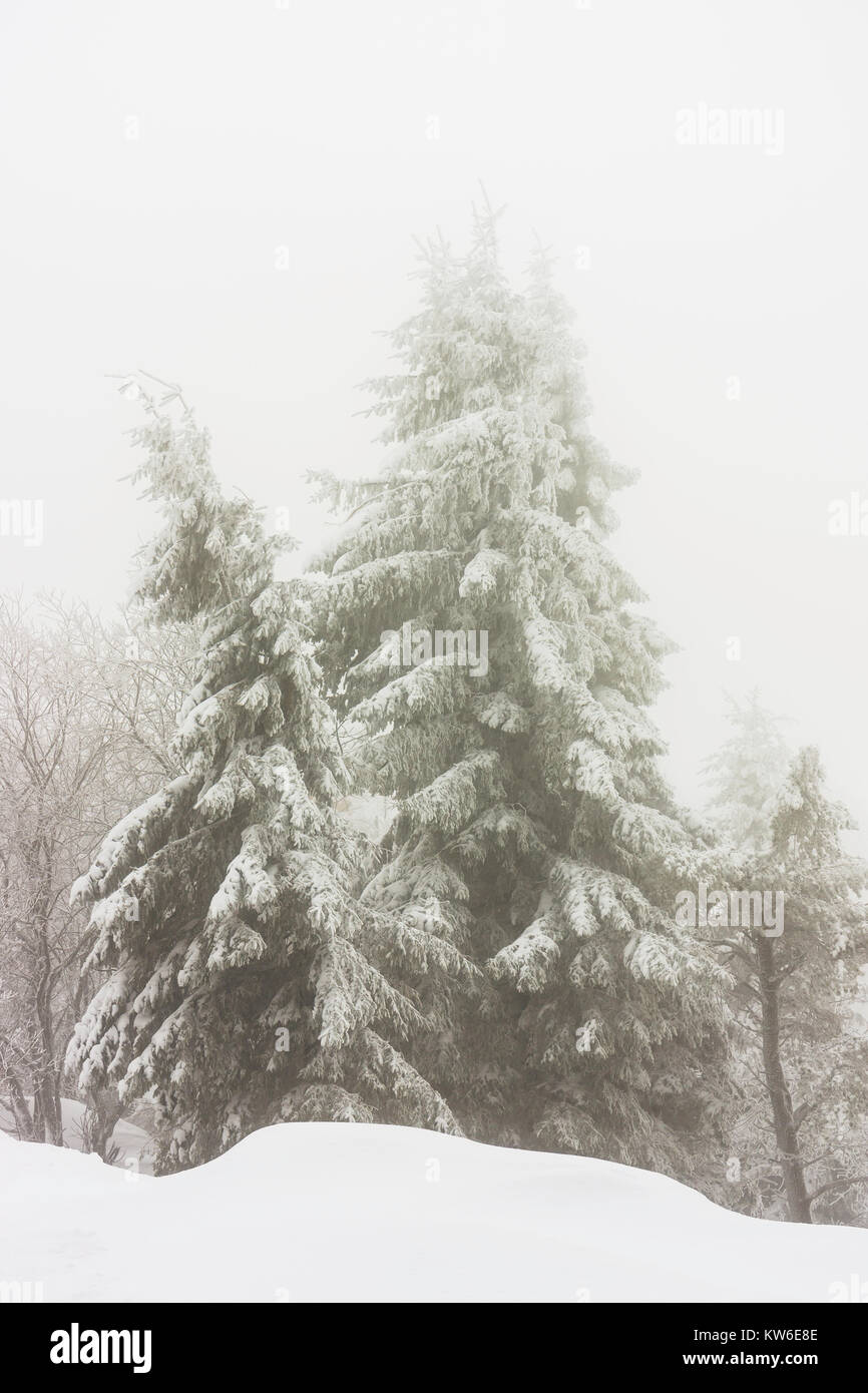 Di neve e abeti di ghiaccio su un nebbioso giorno di inverno, Vosges, Francia. Foto Stock