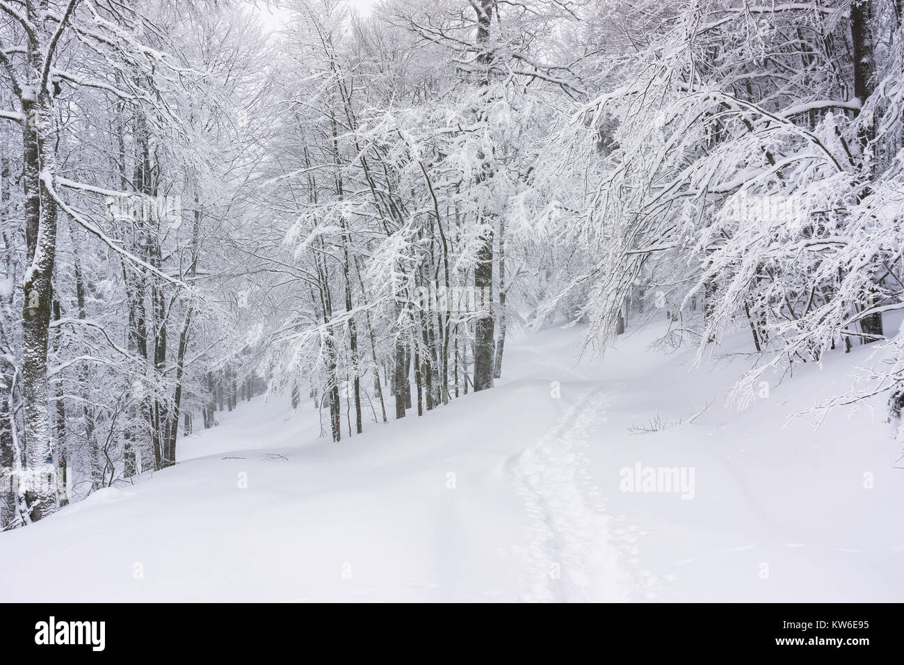 Paesaggio invernale : sentiero escursionistico ricoperta di neve in una foresta innevata nelle montagne Vosges, Francia. Foto Stock