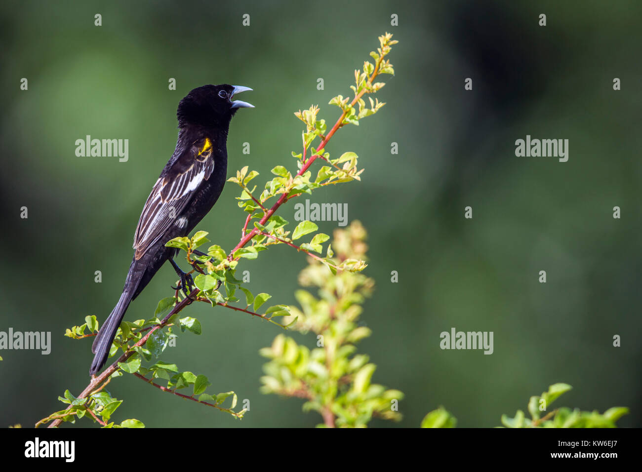 Bianco-winged widowbird nel Parco Nazionale di Kruger, Sud Africa ;Specie Euplectes albonotatus famiglia di Ploceidae Foto Stock