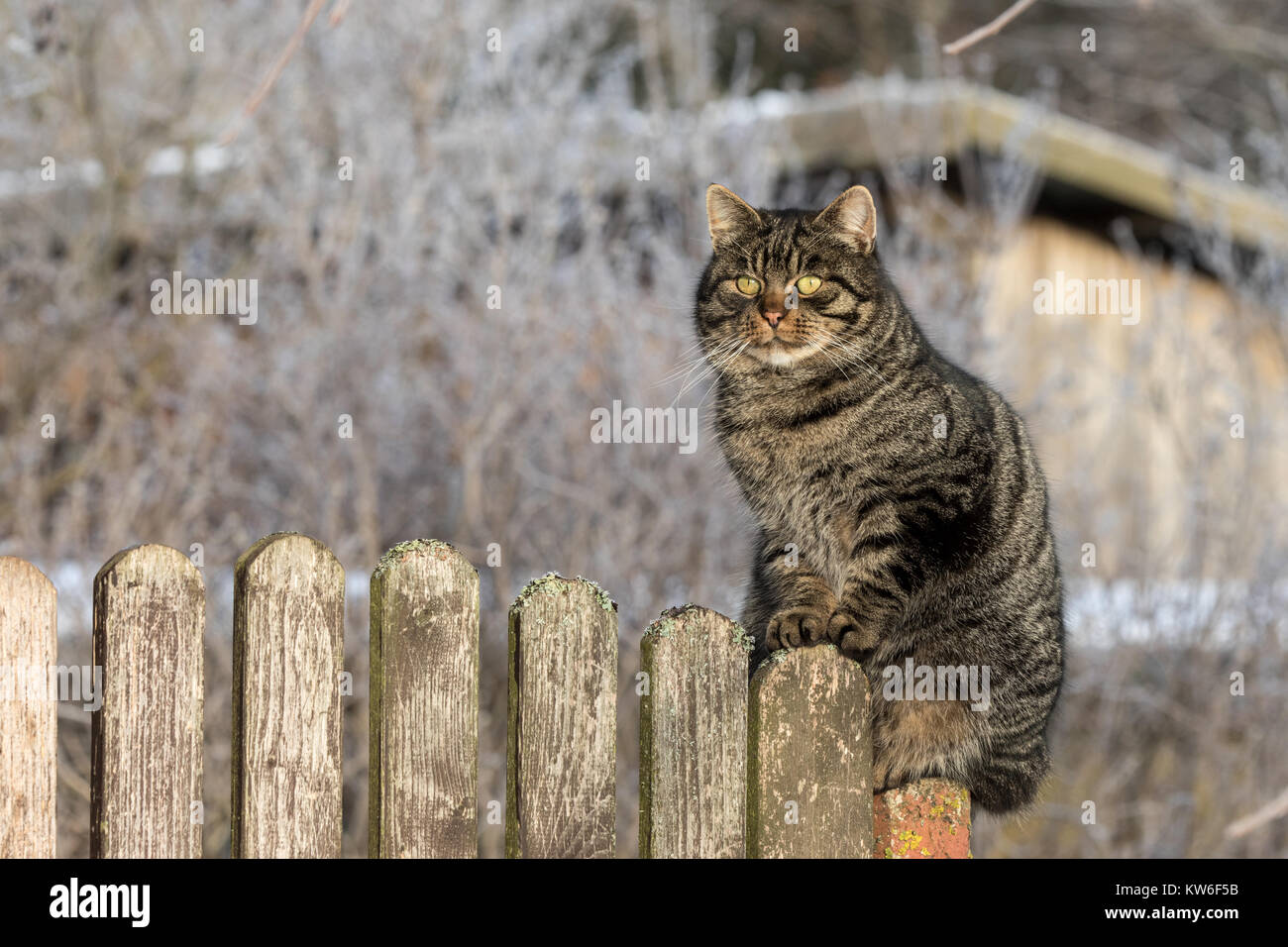 Gatto grigio sulla recinzione di legno Foto Stock