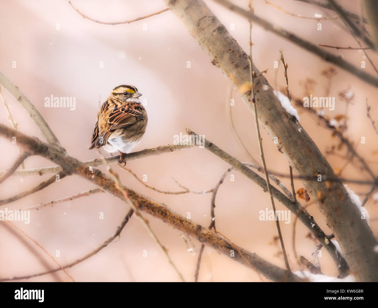 Un bianco Throated Sparrow in inverno. Foto Stock