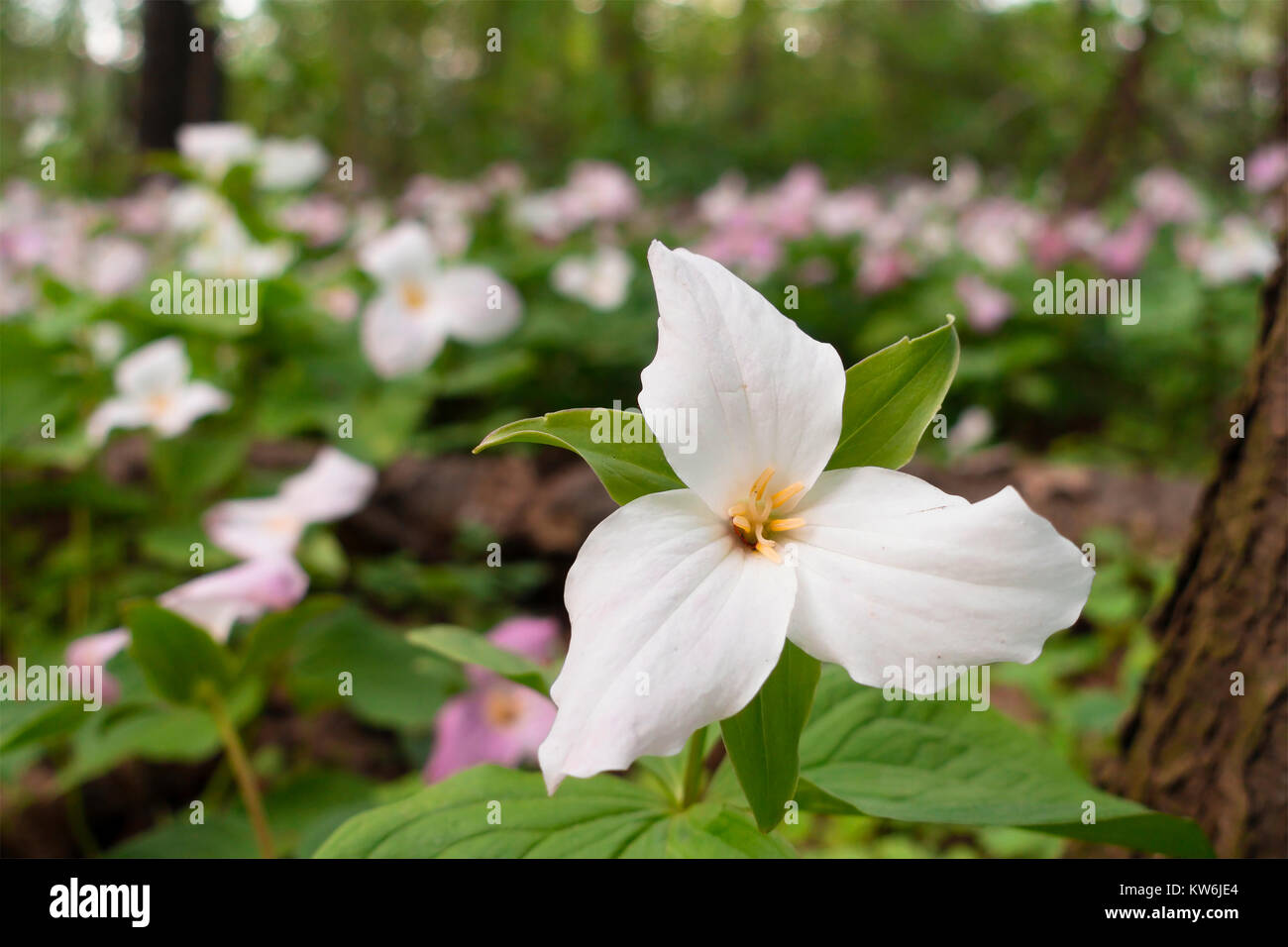 Un isolato Trillium grandiflorum fiore tra molte altre trilliums in una foresta durante la primavera fioriscono. Oakville, Ontario, Canada. Foto Stock