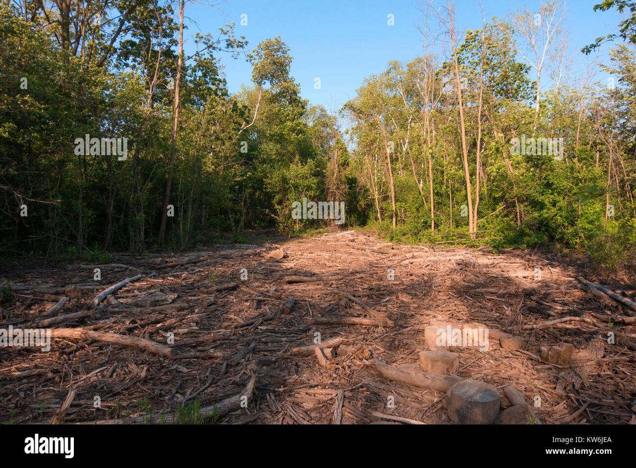 Un percorso di distruzione dopo una zona di foresta è stata chiara. Foto Stock
