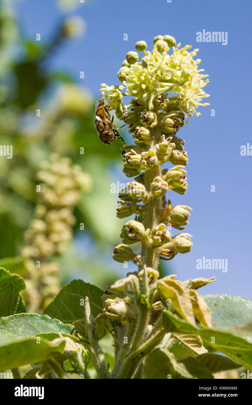 Il miele delle api simulare o Band-eyed drone fly (Eristalinus Taeniops) alimentare il nettare da un fiore, Nairobi, Kenya, Africa orientale Foto Stock