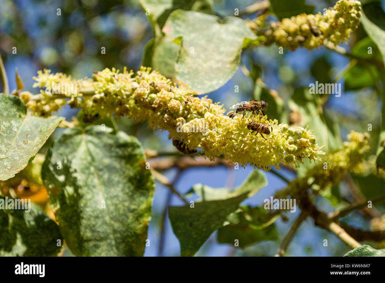 Il miele delle api simulare o Band-eyed drone fly (Eristalinus Taeniops) alimentare il nettare da un fiore, Nairobi, Kenya, Africa orientale Foto Stock