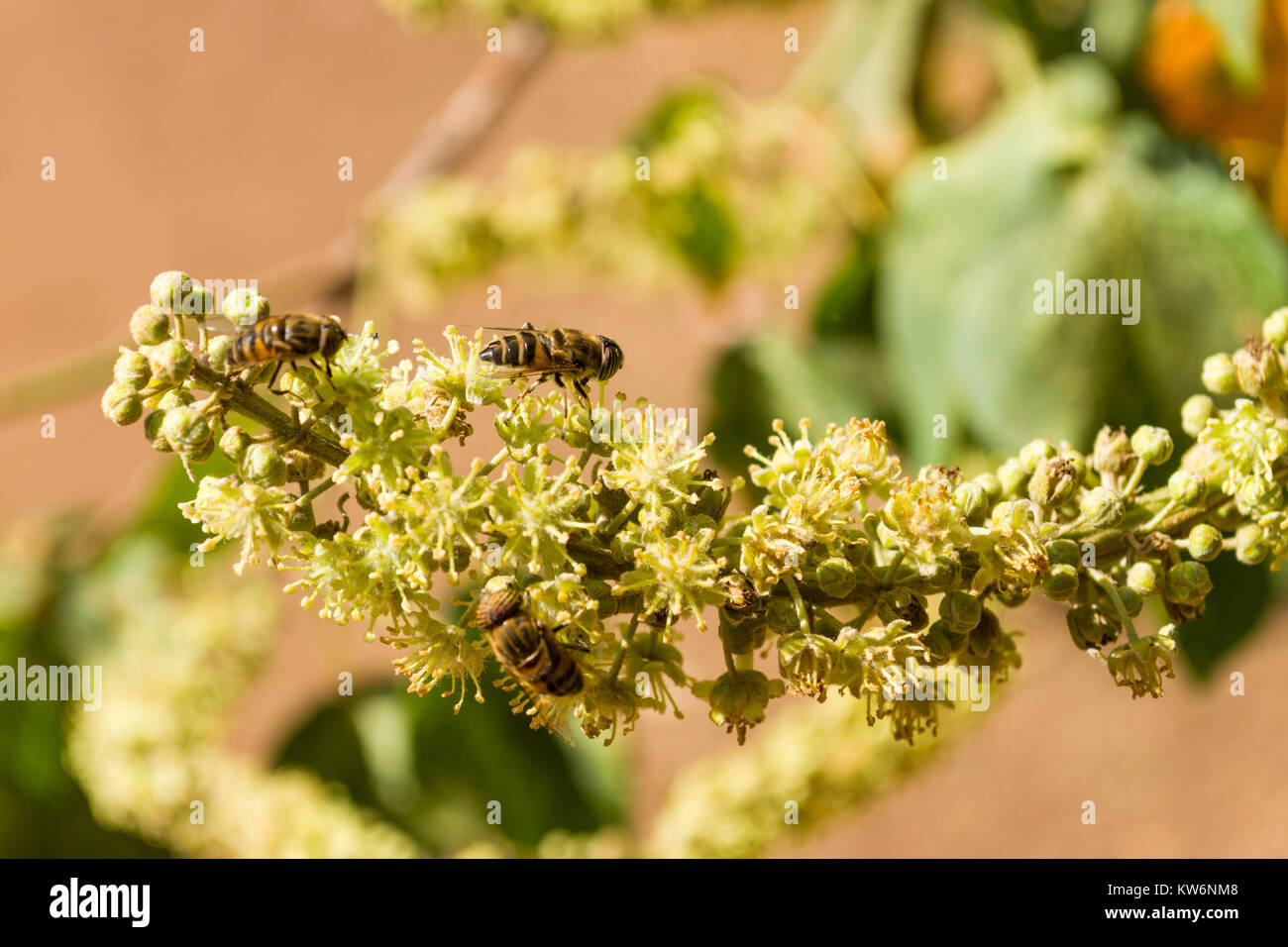 Il miele delle api simulare o Band-eyed drone fly (Eristalinus Taeniops) alimentare il nettare da un fiore, Nairobi, Kenya, Africa orientale Foto Stock