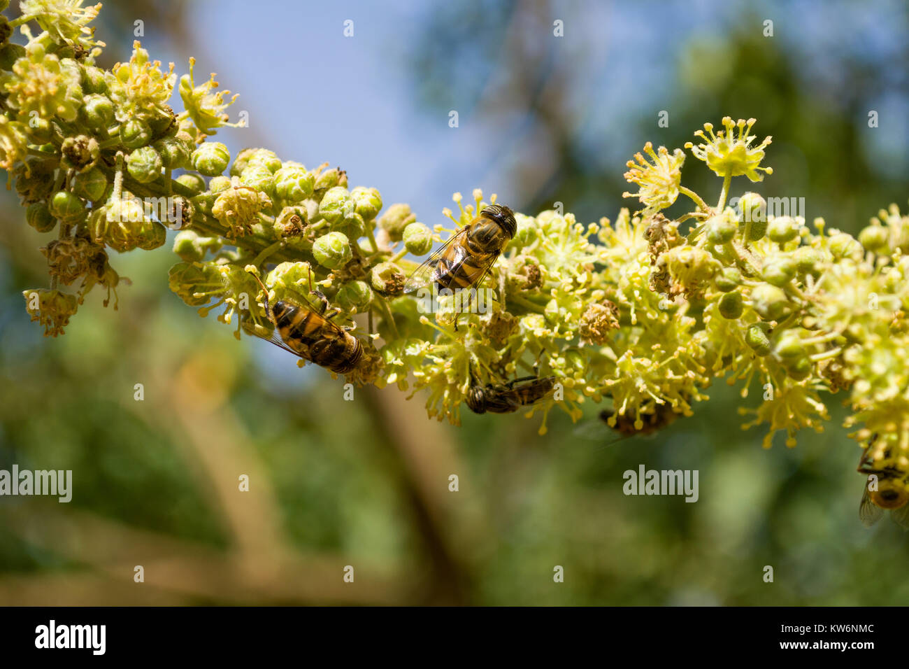 Il miele delle api simulare o Band-eyed drone fly (Eristalinus Taeniops) alimentare il nettare da un fiore, Nairobi, Kenya, Africa orientale Foto Stock