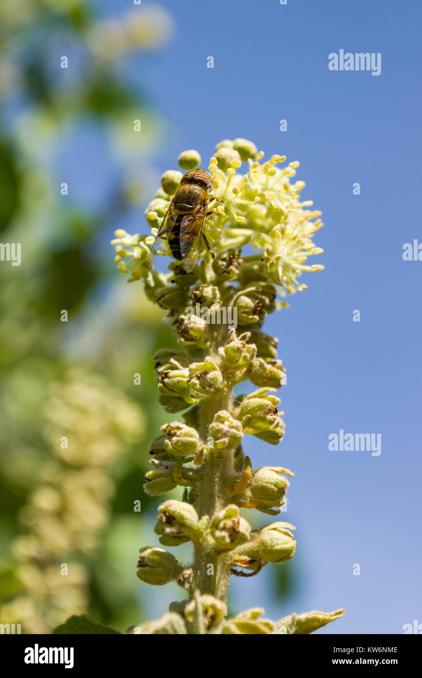Il miele delle api simulare o Band-eyed drone fly (Eristalinus Taeniops) alimentare il nettare da un fiore, Nairobi, Kenya, Africa orientale Foto Stock