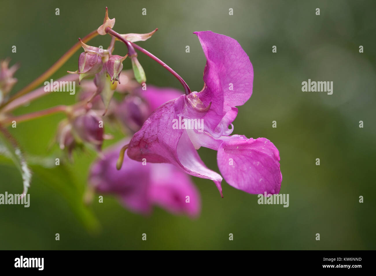Indisches Springkraut, Drüsiges Springkraut Impatiens glandulifera, balsamo Himalayana, poliziotto del casco Foto Stock