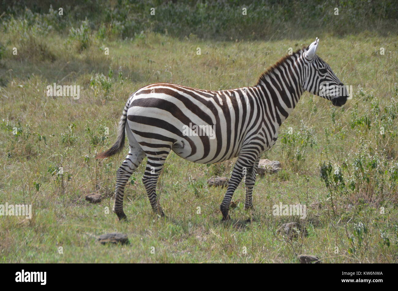 Zebra al Lake Nakuru National Park. Zebre sono tra i big game facilmente visibile quando si visita il parco. Foto Stock