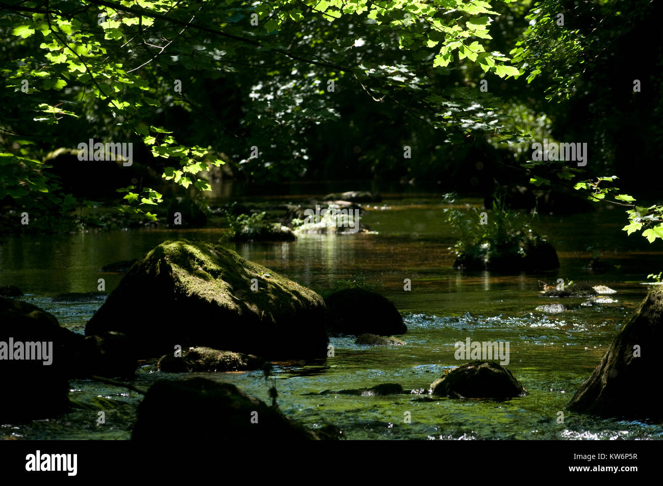 Alberi pezzata sul fiume Teign su Dartmoor Foto Stock