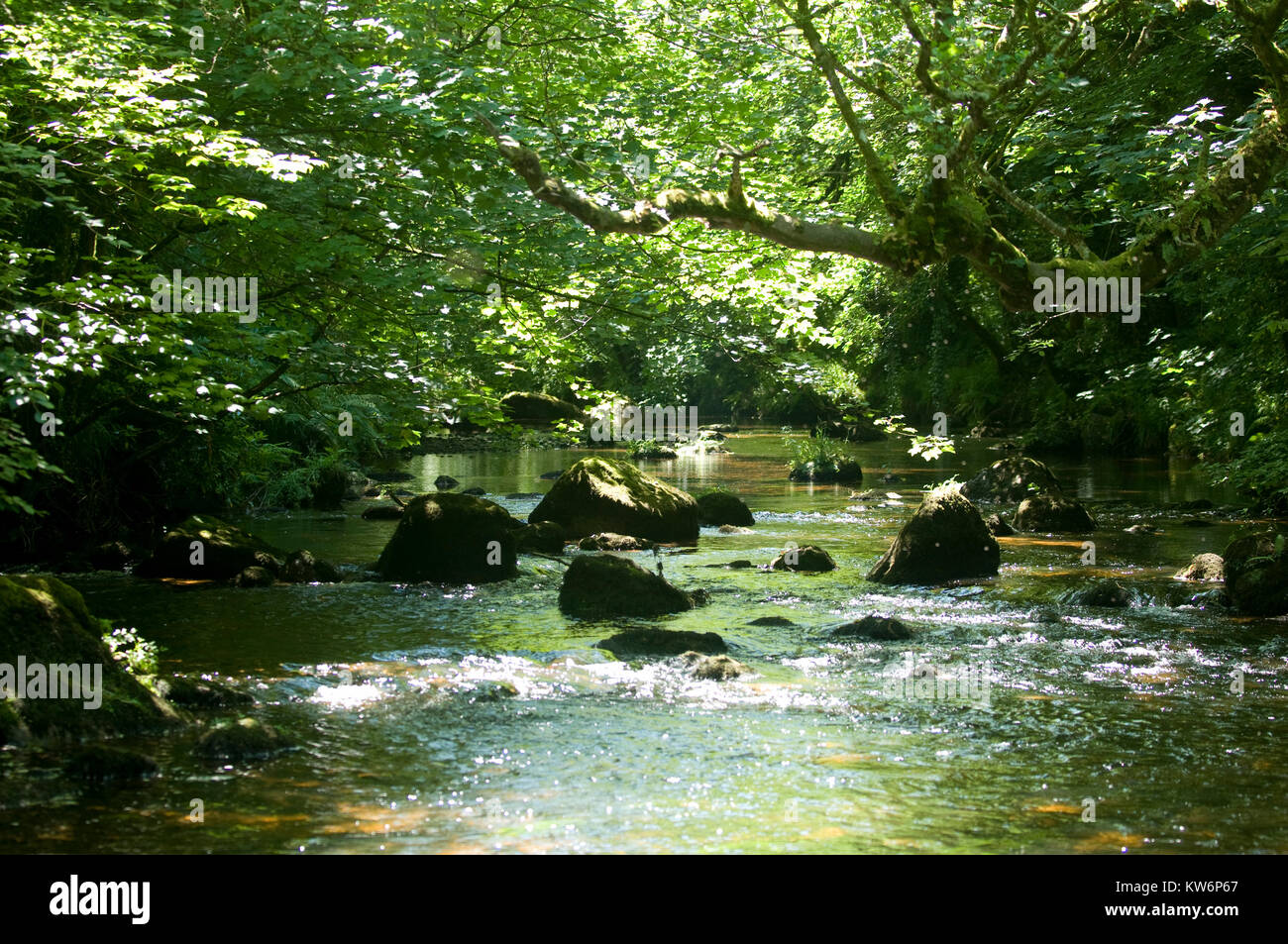 Alberi pezzata sul fiume Teign su Dartmoor Foto Stock