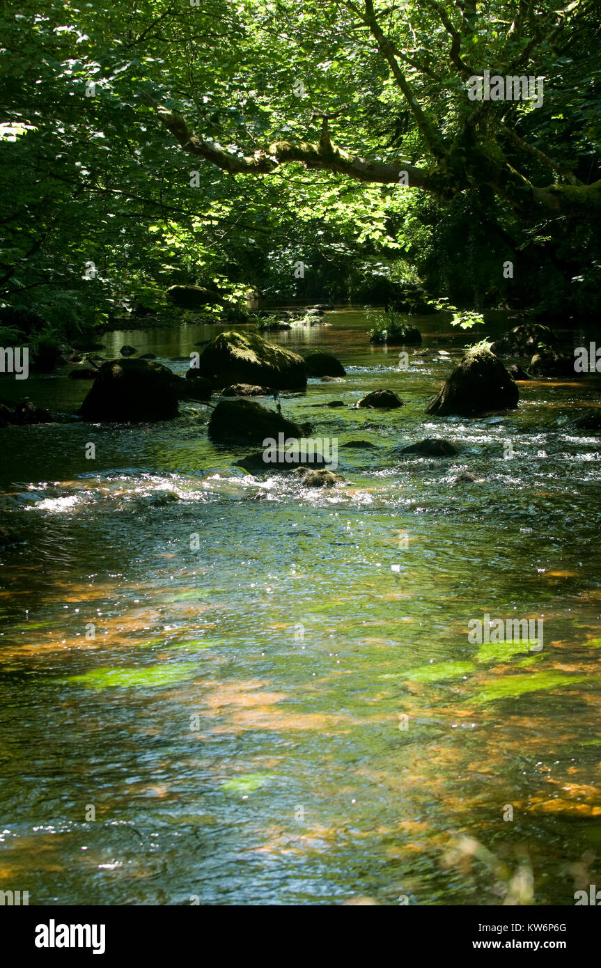 Alberi pezzata sul fiume Teign su Dartmoor Foto Stock