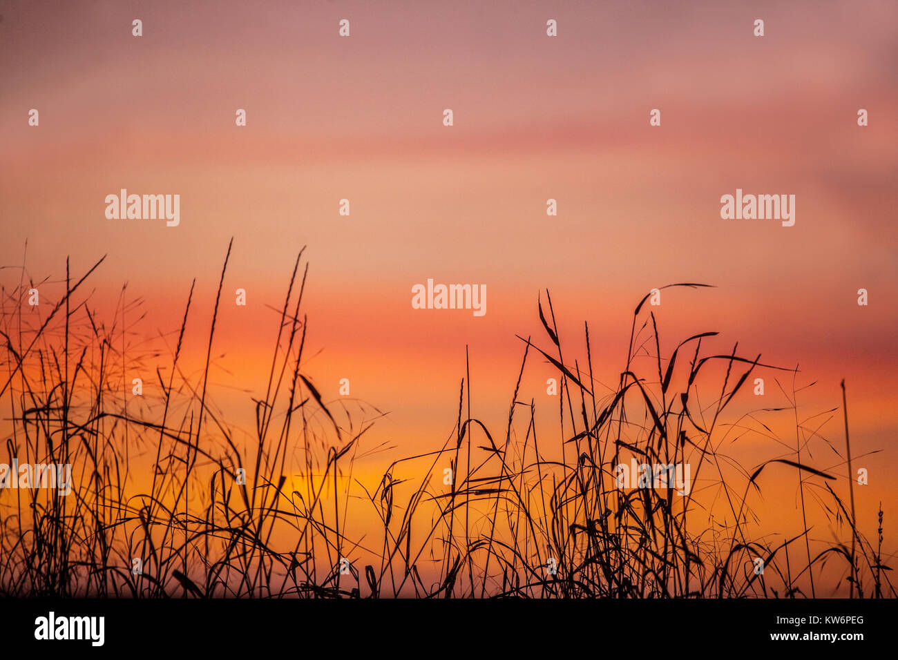 Cielo di tramonto sullo sfondo di erba, Repubblica Ceca Foto Stock