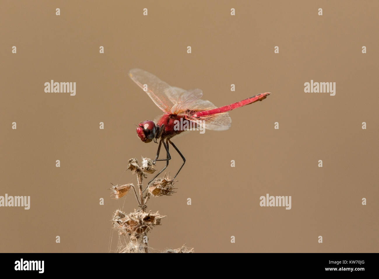 Scarlet darter dragonfly o ampia scarlet Crocothemis erythraea poggiante sulla vegetazione, Gambia Foto Stock
