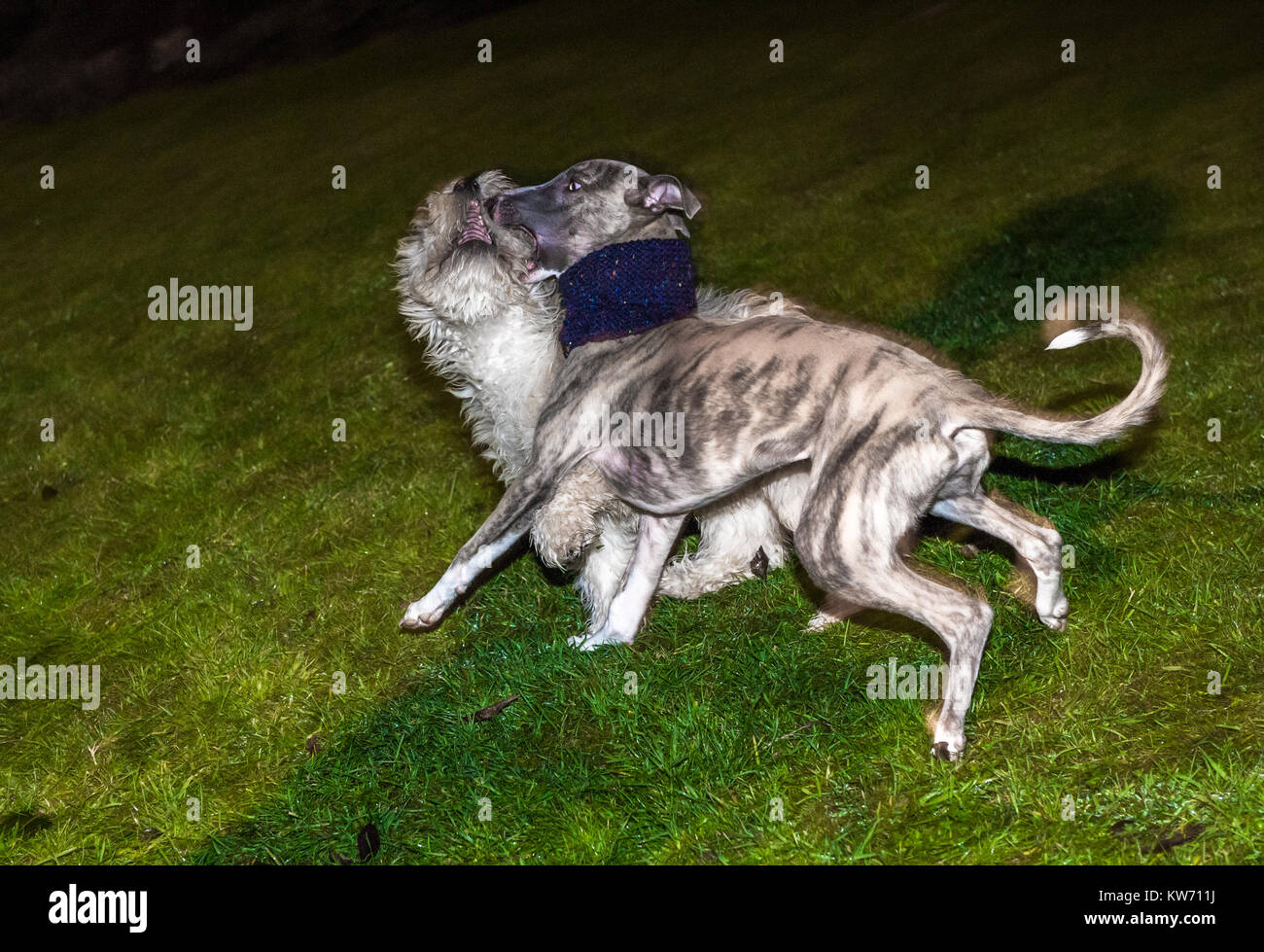 Il whippet e Cockerpoo cuccioli giocare combattimenti. Foto Stock