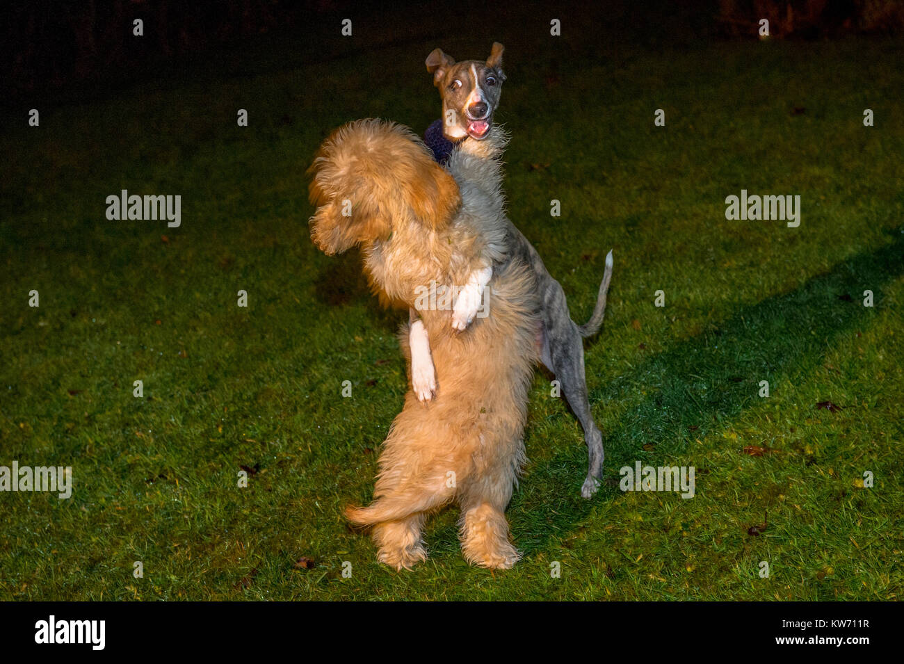 Il whippet e Cockerpoo cuccioli giocare combattimenti. Foto Stock