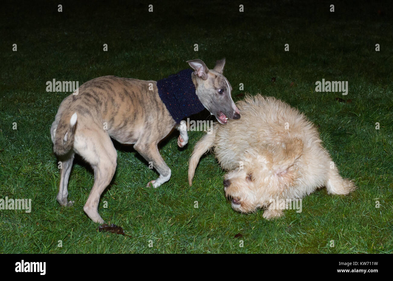 Il whippet e Cockerpoo cuccioli giocare combattimenti. Foto Stock