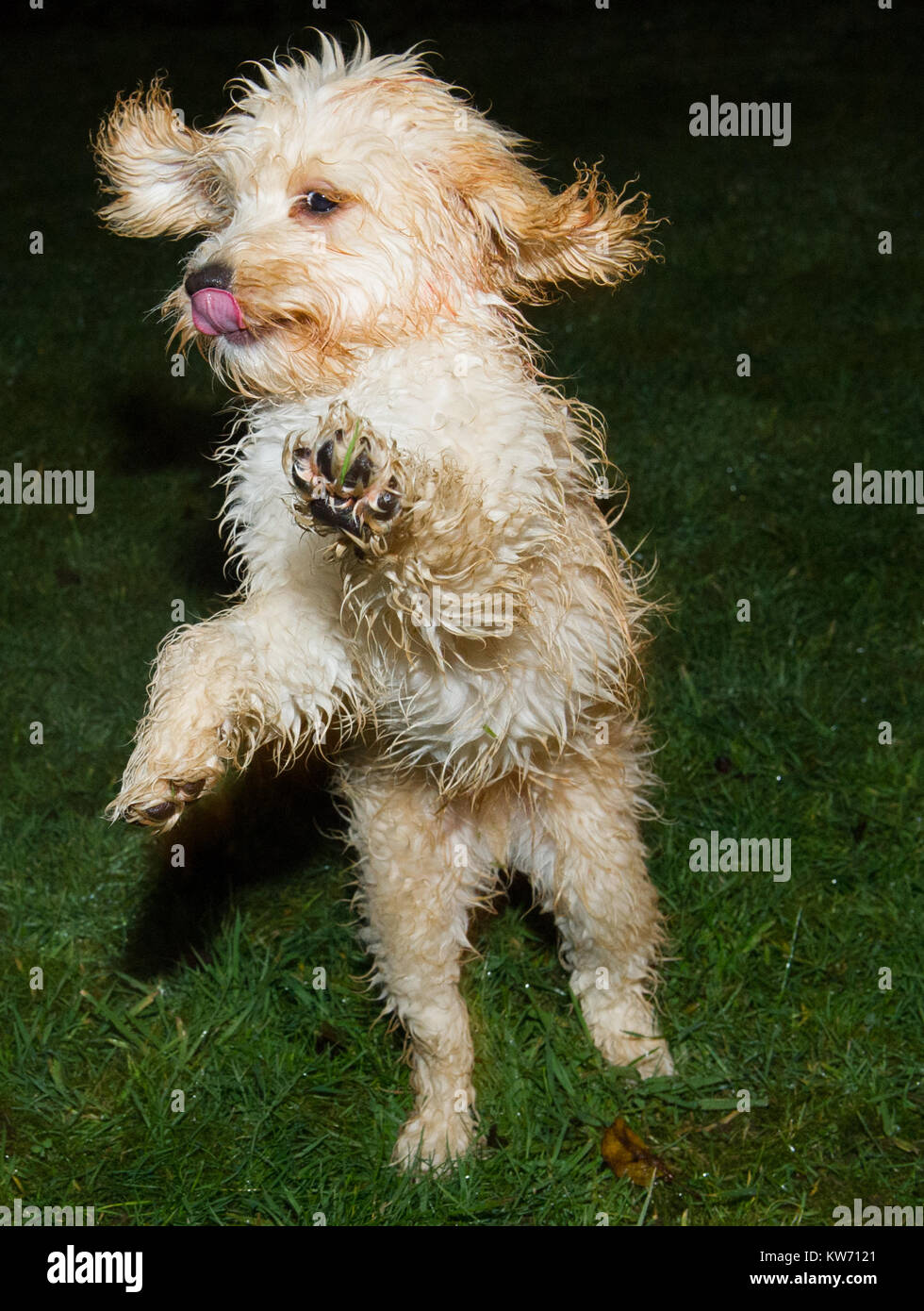 Giovane cucciolo Cockerpoo gioca su erba bagnata. Foto Stock