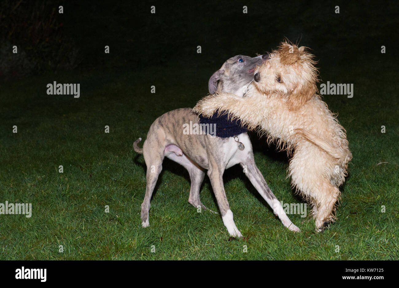 Il whippet e Cockerpoo cuccioli giocare combattimenti. Foto Stock