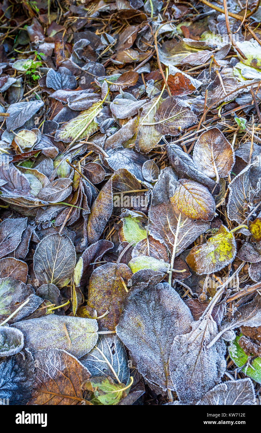 Caduto Foglie di autunno con un rivestimento leggero di gelo invernale. Foto Stock