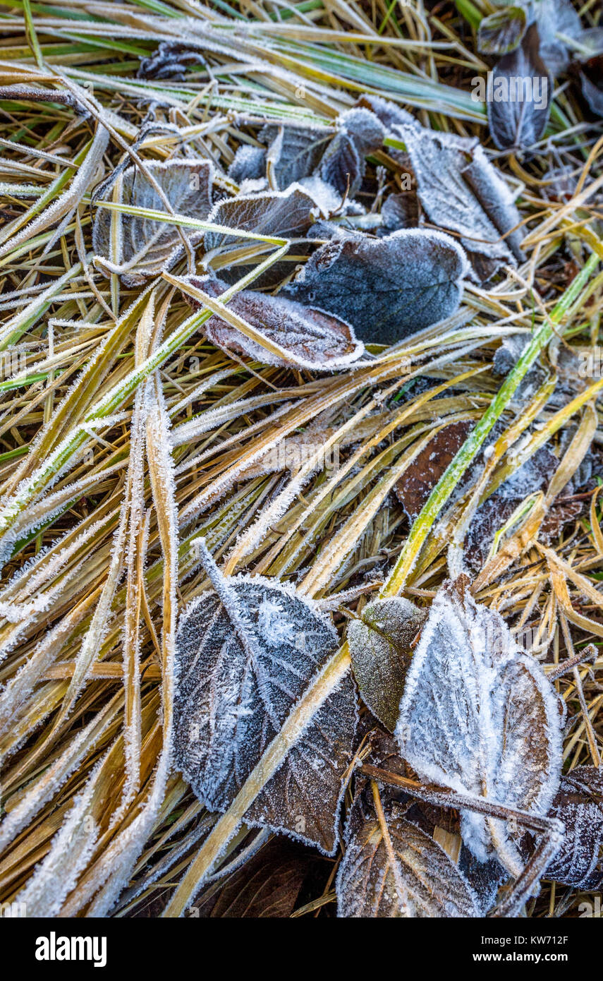 Caduto Foglie di autunno con un rivestimento leggero di gelo invernale. Foto Stock