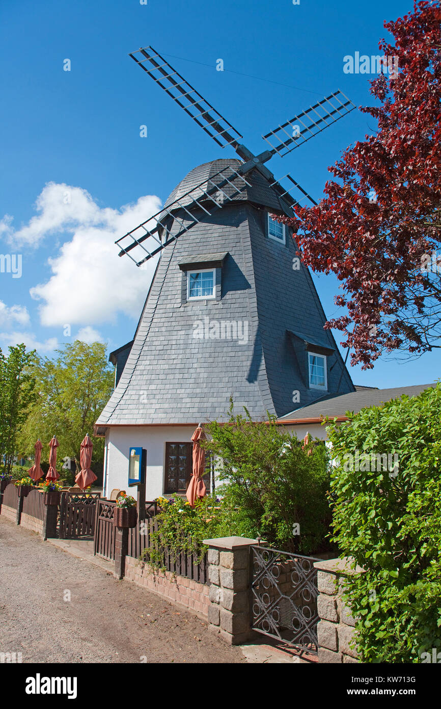 Il ristorante e il Cafe Muehlenstube' in un vecchio mulino, villaggio nato a Darss, Fischland, Meclemburgo-Pomerania, Mar Baltico, Germania, Europa Foto Stock