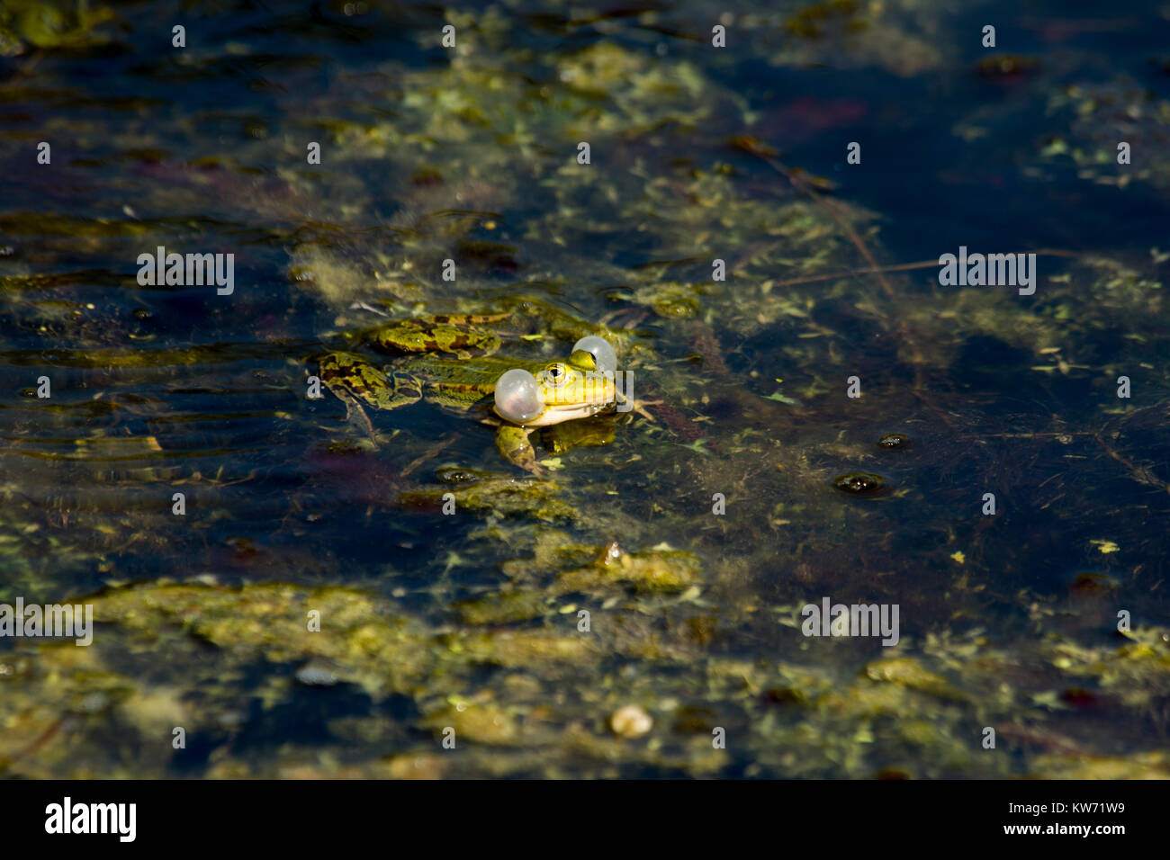 Rana verde gracchia in Rietzer vedere (Lago Rietz) che è una riserva naturale vicino alla città di Brandeburgo nella Germania nord-orientale con due laghi poco profondi Foto Stock